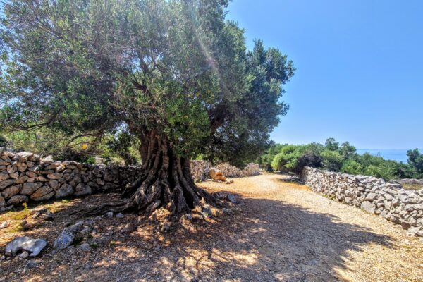 trauma międzypokoleniowa