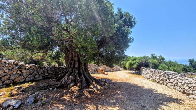 trauma międzypokoleniowa