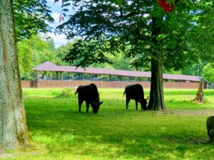 podlasie, puszcza białowieska co warto zobaczyć
