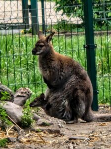 toruńskie zoo